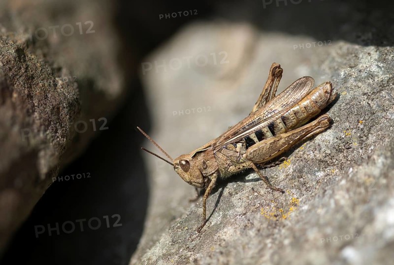 Acrididae, brown grasshopper, caelifera, chorthippus brunneus, field locusts, gomphocerinae, grasshoppers, short-feeler, common field grasshopper, female, grasshoppers, insects, female