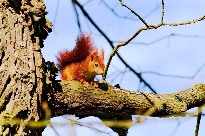 Animals, mammals, Germany, Hesse, Rodgau, squirrel (Sciurus vulgaris), sunbathing