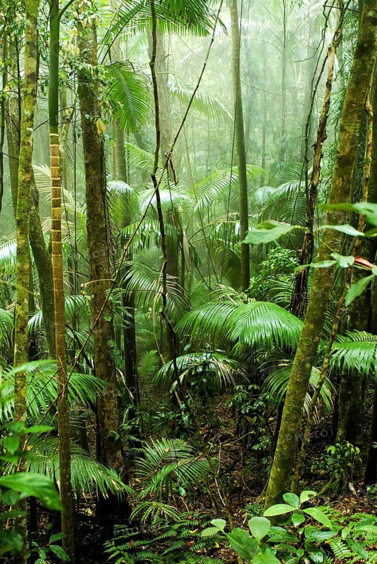 Cape Tribulation rainforest in Queensland, Australia, Australia