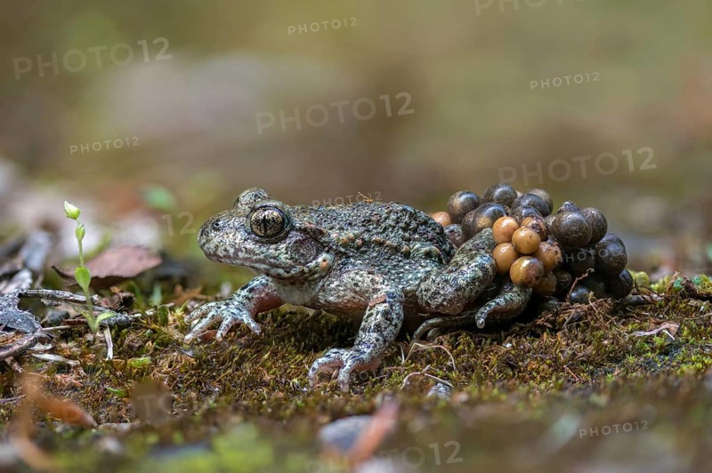 Alytes obstetricans, common midwife toad, obstetrician toad, northern obstetrician toad, amphibians, eggs, egg string, amphibians, male
