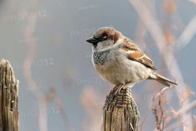 House sparrow, Passer domesticus, sparrow, birds, garden, garden fence, male, passeri, songbirds, song birds, sparrow, sparrow, sparrow, sparrow, sparrow, sparrow, birds