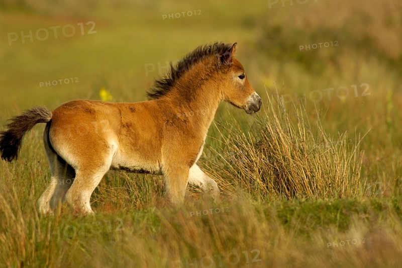 Pets - Horses Animals - mammals - Horses, Texel island, Netherlands