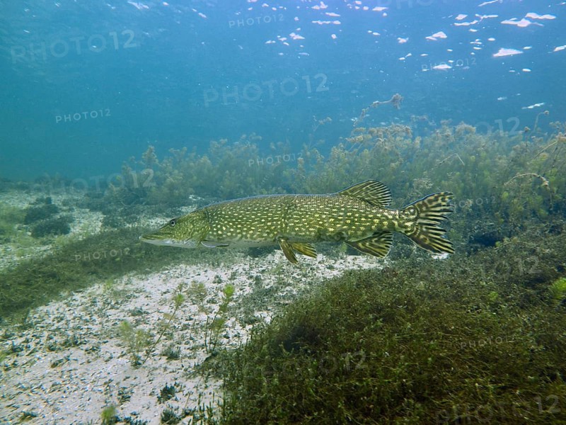 A pike (Esox lucius) glides through the clear water over sea grass and algae, natural colours, Parkhaus Post dive site, Überlingen, Lake Constance, Germany