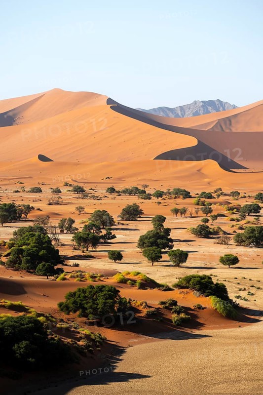 Green trees between red-yellow Namib sand dunes, Namib Desert, Namib-Naukluft National Park, Namibia