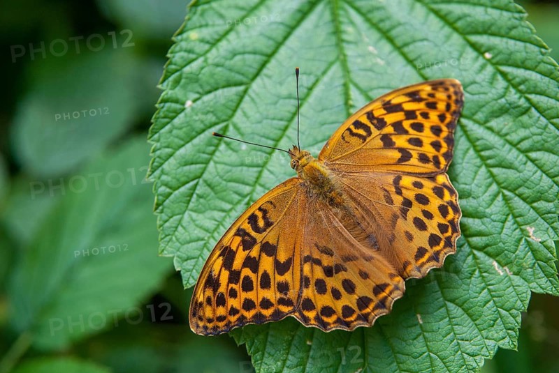 Argynnis Paphia, Kaisermantel, Silver-Washed Fritillary, Butterfly, Insects, Butterfly, Butterflies, Butterflies