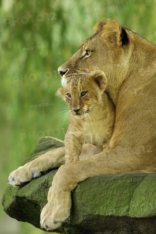 Lioness with young - Panthera leo - Lion, Namibia