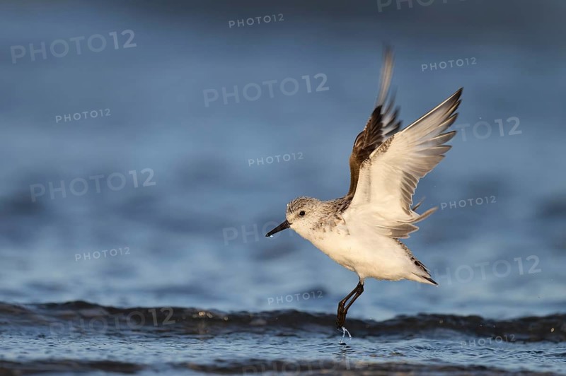 Avocet (Recurvirostra avosetta), Texel, Netherlands