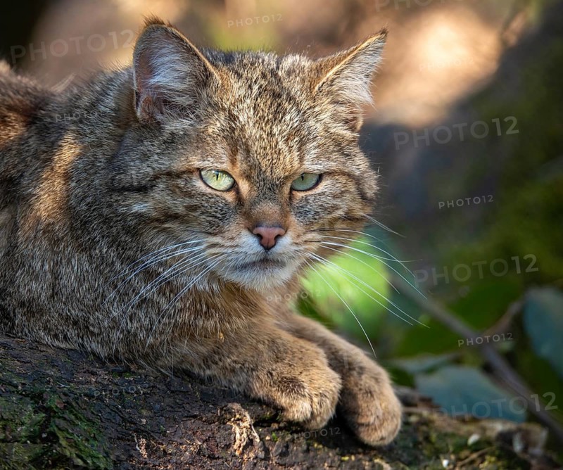 Carnivora, felis silvestris, predators, wildcat, mammals, mammals