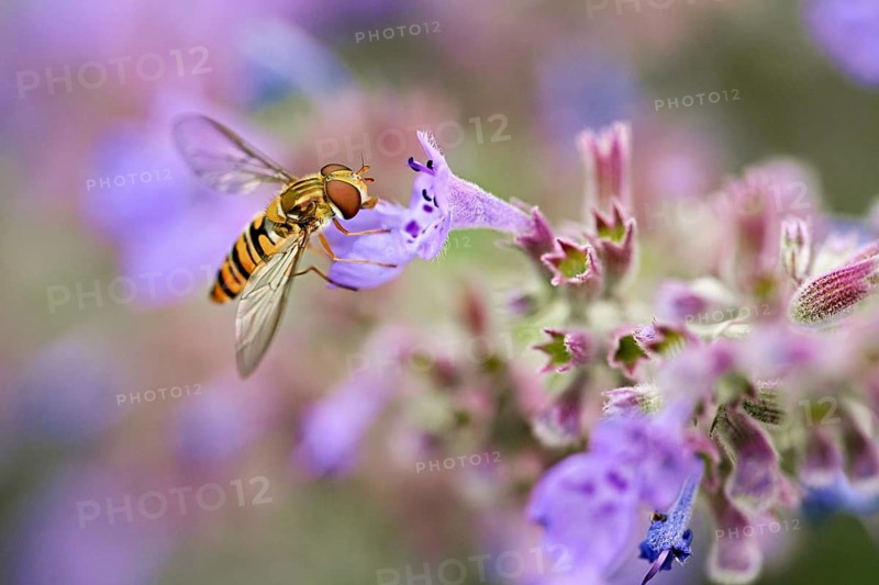 Hain hoverfly (Episyrphus balteatus), on a catnip (Nepeta x faassenii) flower, Meienberg, Canton of Aargau, Switzerland