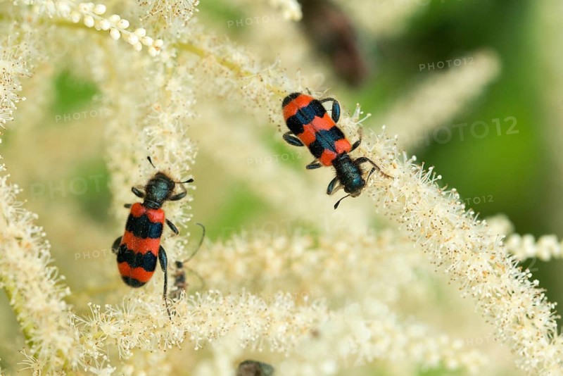 Bee beetle, bee wolf, common bee beetle, immense beetle, immense wolf, trichodes apiarius, beetle, coleoptera, insects, beetles