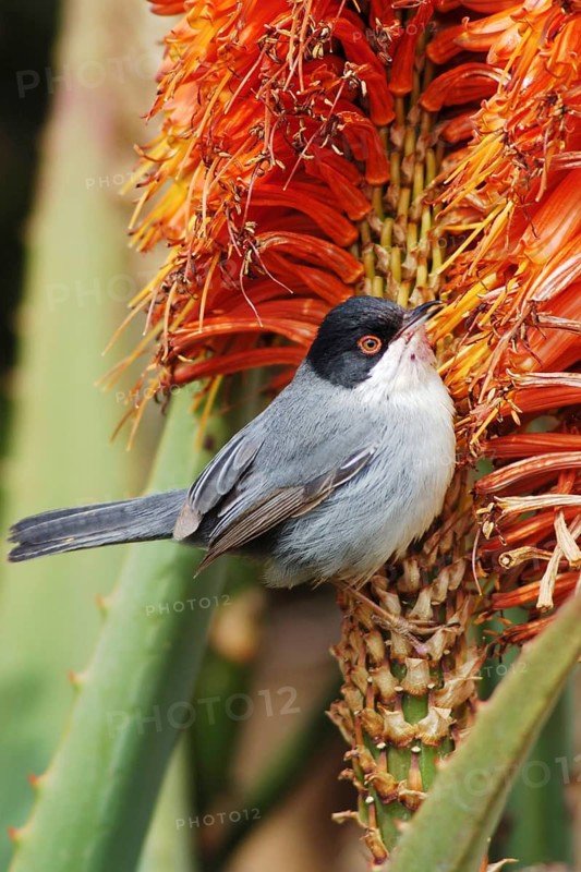 Blackcap, Sylvia melanocephala, perched on an aloe plant, songbirds, Sardinian warbler (Sylvia melanocephala), Majorca, Spain, Balearic Islands, Majorca, Balearic Islands, Spain
