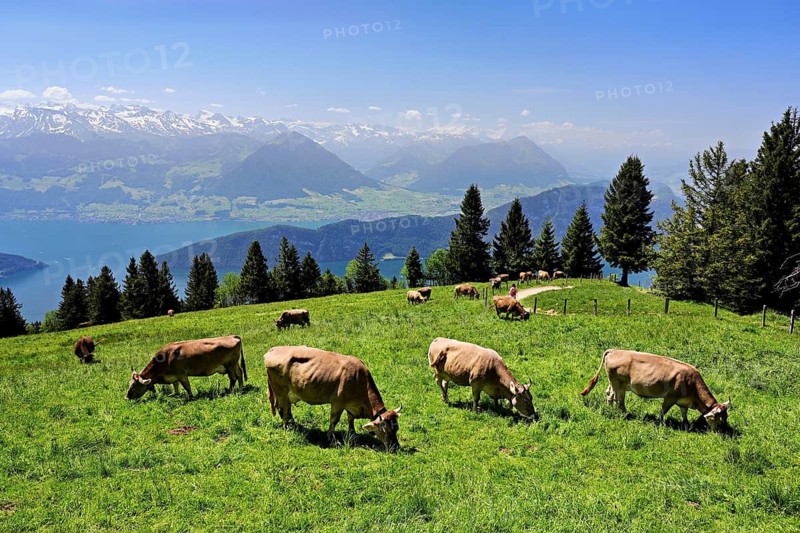A group of Swiss brown cattle feeding on grass on an alp, in the back of Lake Lucerne and the Alps, Rigi Kaltbad, Canton of Lucerne, Switzerland