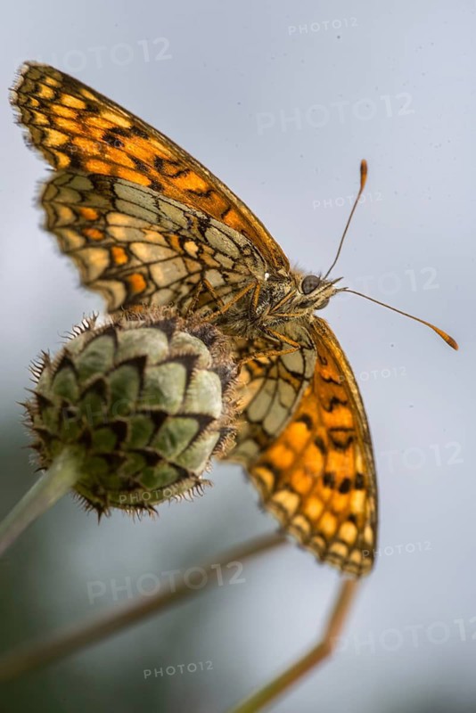 Common butterflies, heath fritillary, melitaea athalia, quail wheat moth, butterfly, high size, portrait format, insects, butterflies, butterflies, butterflies