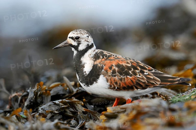 Turnstone (Arenaria interpres), North Holland, Netherlands