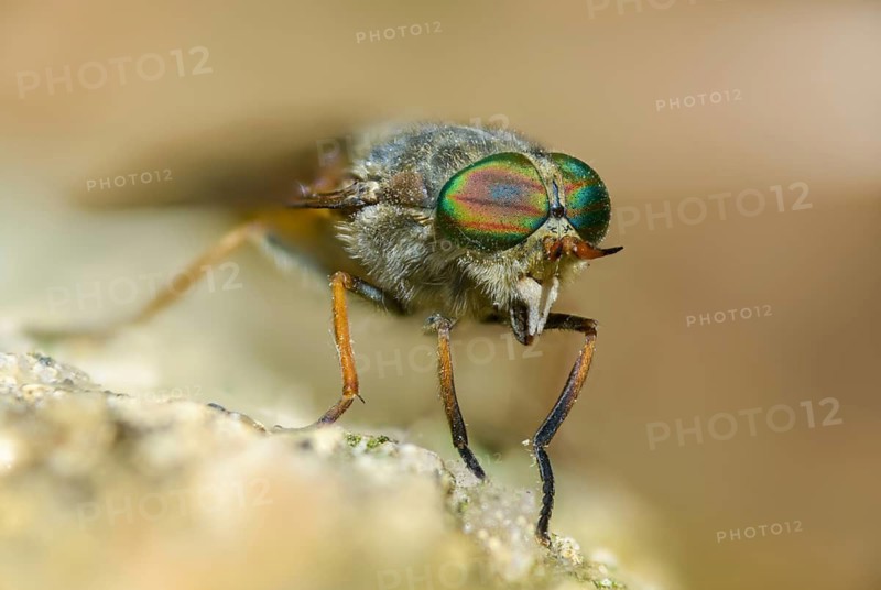 Brake spec., hybomitra spec., diptera, insects, two-winged birds