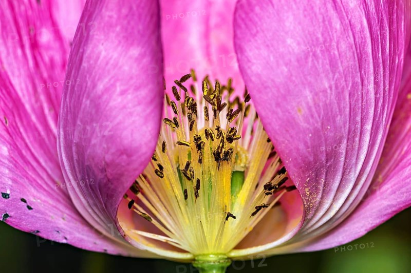 Close-up of a pink poppy with visible stamens, a close-up of the inside of a pink poppy near Herleshausen in Germany (Papaver somniferum)