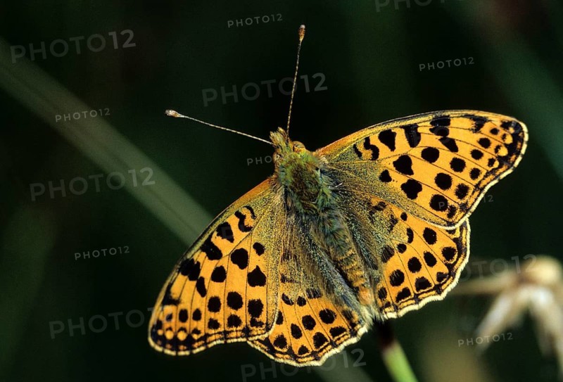 Argynnis Lathonia, Issoria Lathonia, Little Mother of Pearl Butterfly, Queen of Spain Fritillary, Butterfly, Insects, Leo, Butterfly, Butterflies