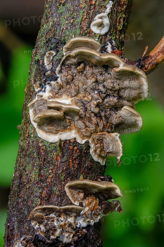 Burnt smoke porling, Bjerkandera adusta, Gloeoporus adustus, Leptoporus adustus, Polyporus crispus, smoky gray porling, fungi, fungus, high size, portrait format, mushrooms, smoky bracket, smoky polypore
