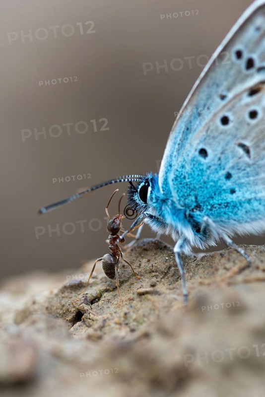Argus blue, honeyclover blue, plebeius argus, silver-studded blue, butterfly, high size, portrait format, insects, butterflies, butterflies