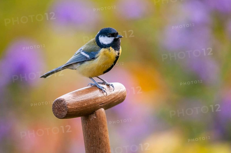 Great tit, great tit, parus major, birds, garden, tits, passeri, songbirds, songbirds, tits, birds