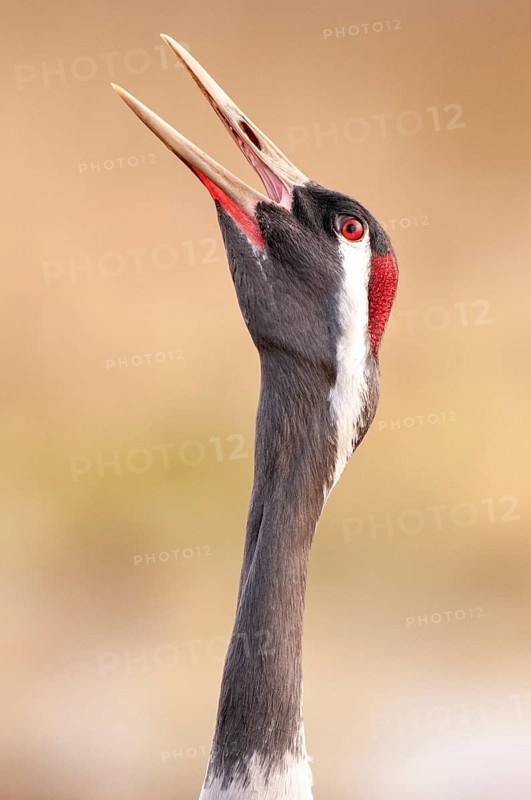 Crane (Grus grus), portrait, calling, Fågelsjö, Gävleborg County, Sweden
