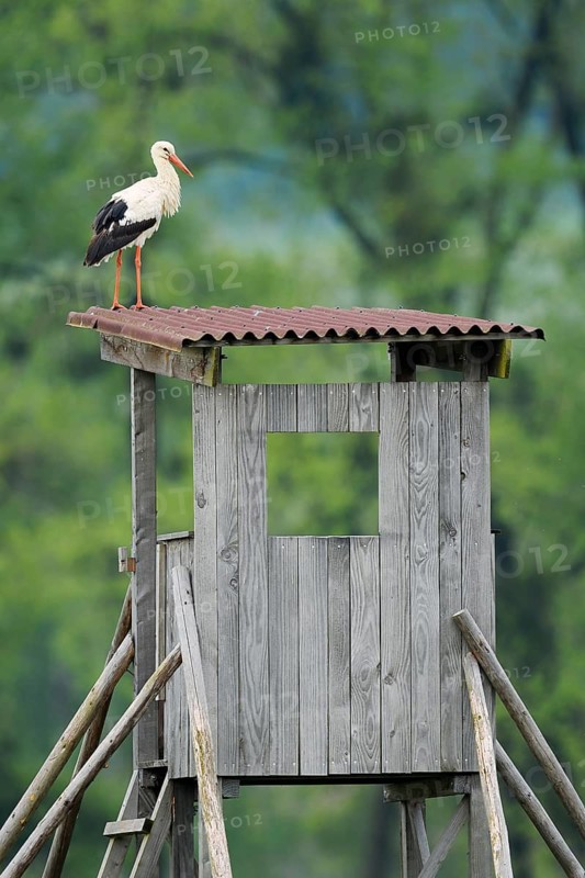 A white stork (Ciconia ciconia) stands on a raised hide, Baden-Württemberg, Germany