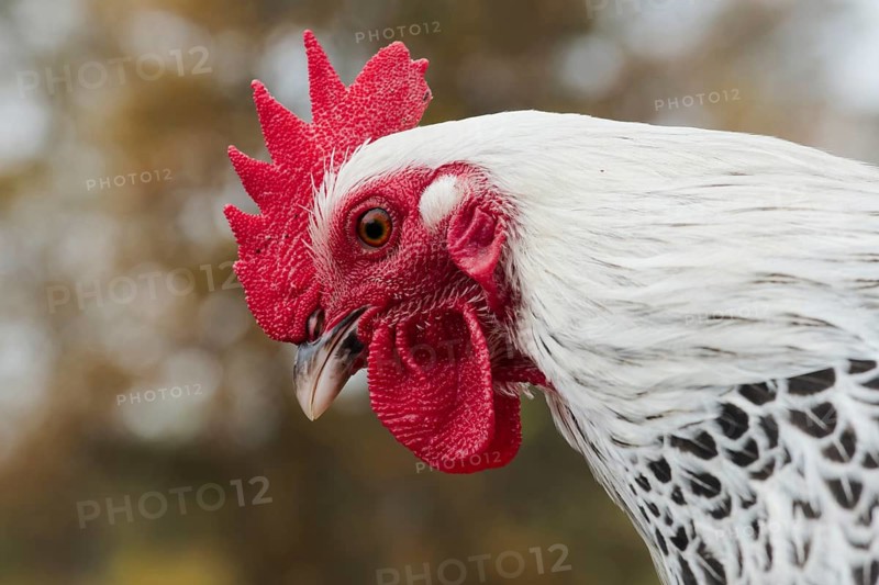 A rooster of the breed dwarf sussex gray-silver, portrait, animals, birds, chicken birds
