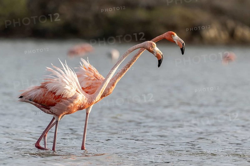 Cuba flamingos (Phoenicopterus ruber), Curacao