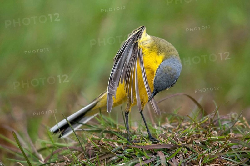 Motacilla flava, sheeptail, western yellow wagtail, yellow wagtail, birds, plumage care, male, passeri, preening, songbirds, songbirds, birds