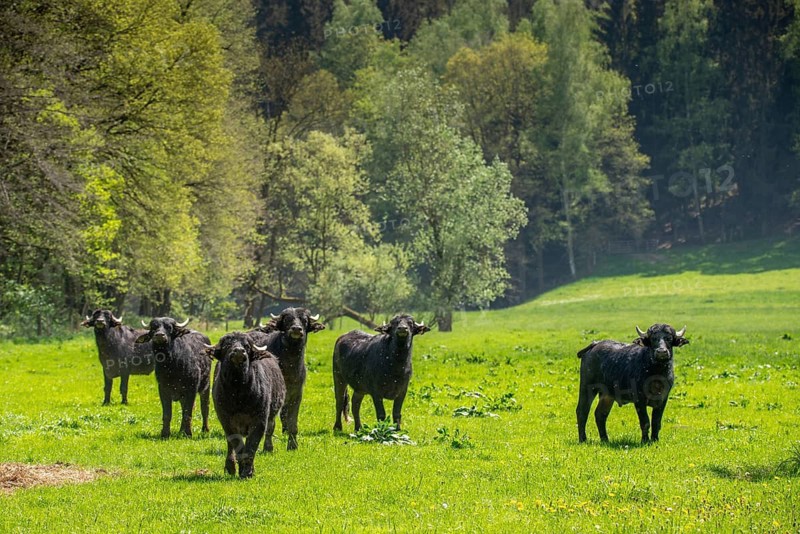 Artiodactyla, Bubalus Arnee, even-toed ungulate, cloven-hoofed, water buffalo, water buffalo, grazing, domesticated animals, extensive grazing, pet, landscape management, landscape preservation, mammals, mammals