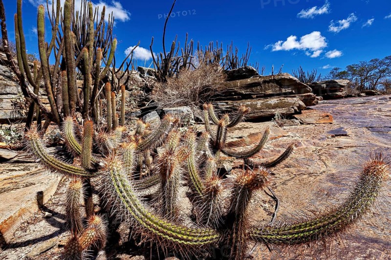 A rugged desert landscape with numerous cacti and rocky features under a clear sky, cacti of the genus Xique-Xique in the Caatinga in Brazil (Pilosocereus gounellei)