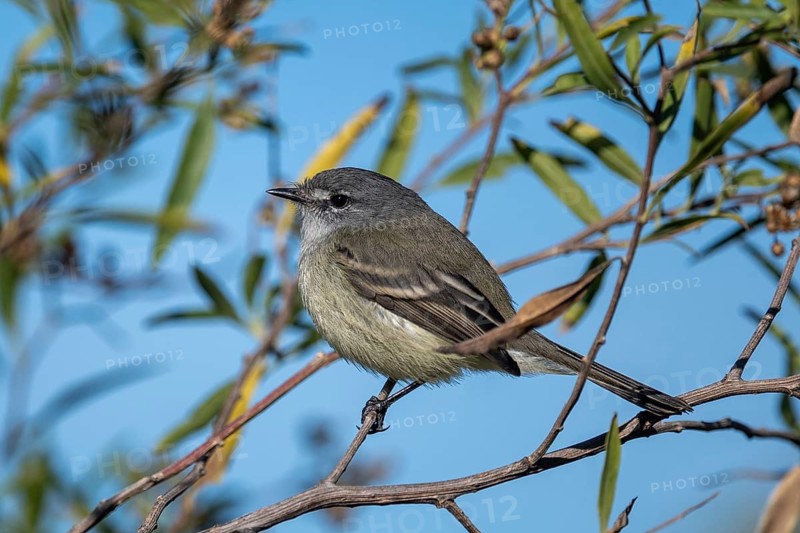 A white-crested tyrant (Serpophaga subcristata), a tiny bird from the family Tyrannidae (tyrants or flycatchers), perched on a twig, Buenos Aires, Argentina