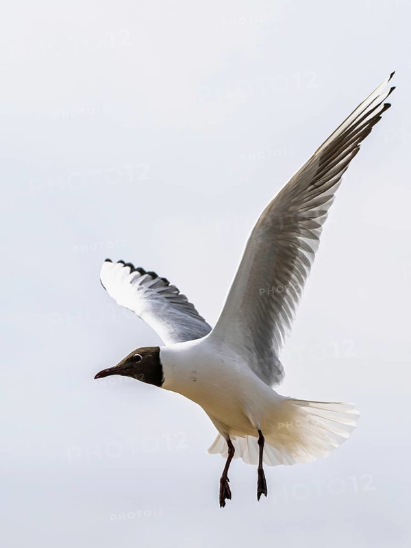 Black-headed Gull, Chroicocephalus ridibundus, bird in flight, England, United Kingdom