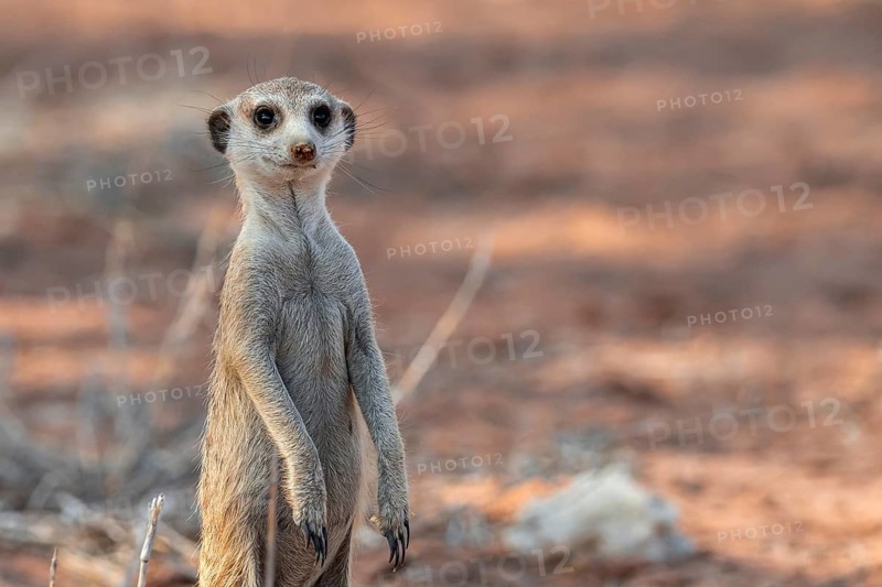 Standing meerkat (Suricatta suricata), on guard, Kgalagadi Transfrontier Park, Northern Cape, South Africa