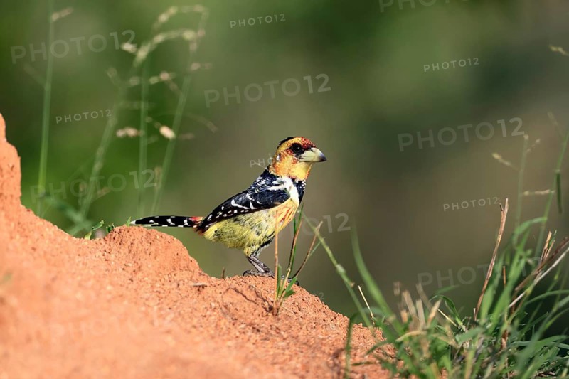 Crested Bart's Bird (Trachyphonus vaillantii), Black-backed Bart's Bird, adult, alert, Kruger National Park, South Africa