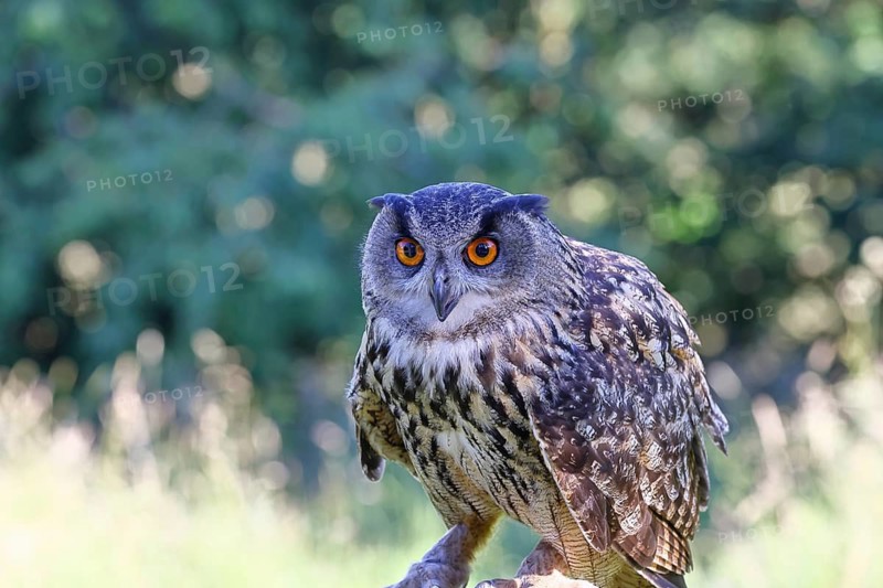 European eagle owl (Bubo bubo), perched on a post, Rhineland-Palatinate, Germany