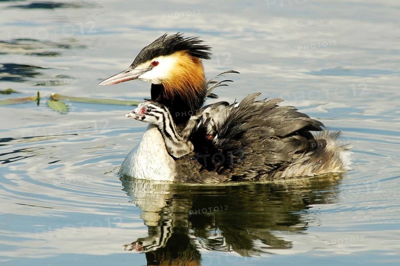 Animals, birds, grebes, Great Crested Grebe, Podiceps christatus, Germany, with chicks