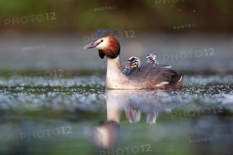 Great Crested Grebe (Podiceps cristatus) with chicks, North Rhine-Westphalia, Germany