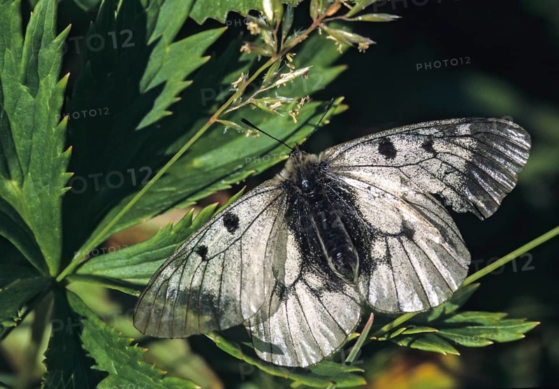 Black Apolloparnassius mnemosynewibutterflies, butterflies, Slovenia, Triglav nPleo