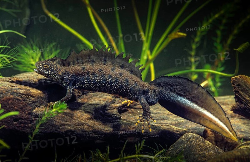 Amphibians, Great Crested Newt, Leo, Amphibian, Male, Newt, Newt, Mating Dress, Triturus cristatus