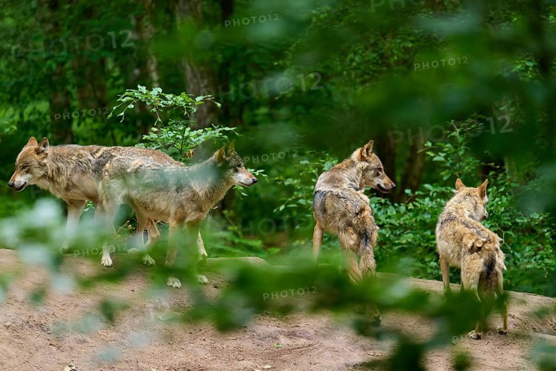 A pack of wolves stands on a hill in the forest, surveying the surroundings, summer, wolf (Canis lupus), Germany