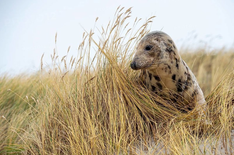 Grey seal (Halichoerus grypus), North Sea, Heligoland, Schleswig-Holstein, Germany