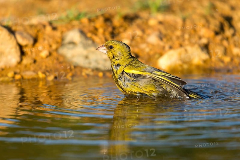 Carduelis Chloris, Chloris Chloris, Greenfinch, Greenfinch, Greenfinch, Greenfinch, Greenfinch, Greenfinch, Greenfinch, Greenfinch, Birdbath, Birds, Watering Place