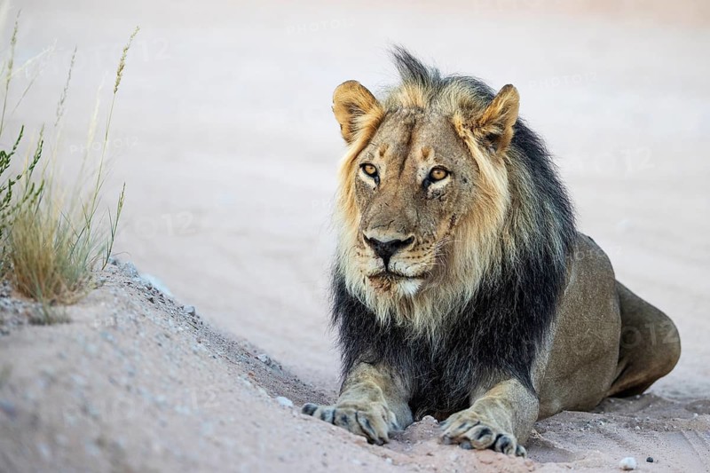 Lion (Panthera leo). Black-maned Kalahari male. Resting on a gravel road. Kalahari Desert, Kgalagadi Transfrontier Park, South Africa