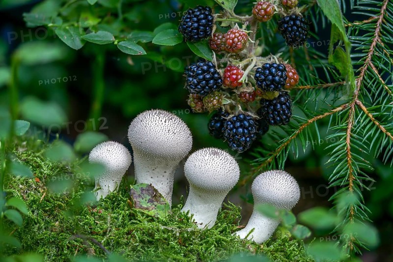 Blackberry, real blackberry, bottle dust, lycoperdone perlatum, rubus fruticosus agg., dust, blackberry, common puffball, devil's snuff box, flora, fungi, fungus, gem-studded puffball, plants, mushrooms, plants, warted puffball, wolf farts