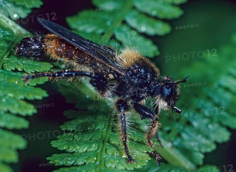 Bumblebee robberfly, yellow murder fly, Laphria flava, murder fly, diptera, insects, predatory flies, two-winged birds