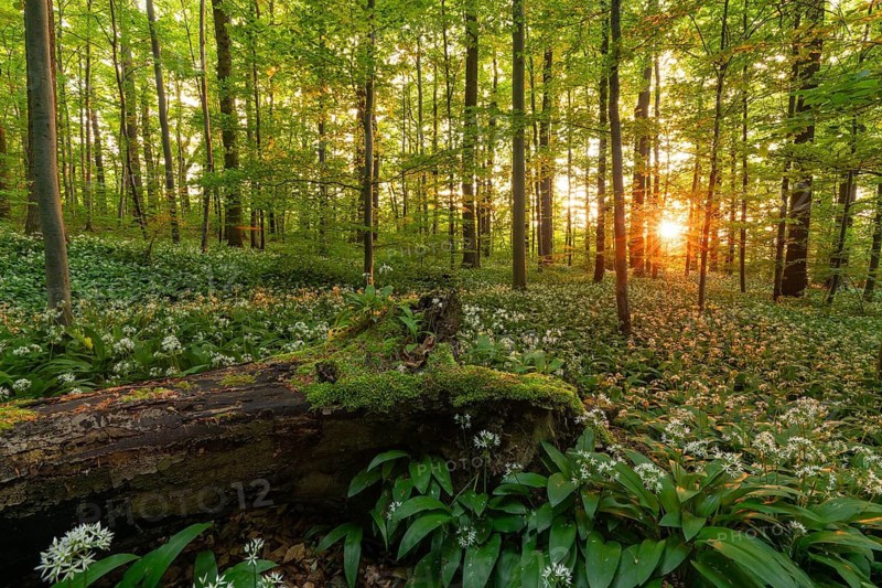 Sunlight through green forest with blooming wild garlic and mossy log in spring. Kirchheim unter Teck, Baden-Württemberg, Germany