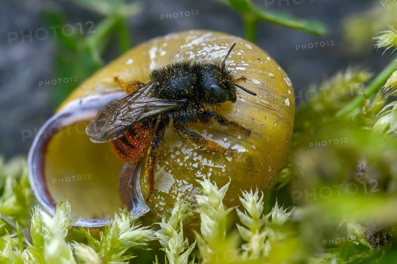 Hymenoptera, osmia bicolor, hymenoptera, snail shell bee, bicolor snail house bee, insects, two-coloured mason-bee