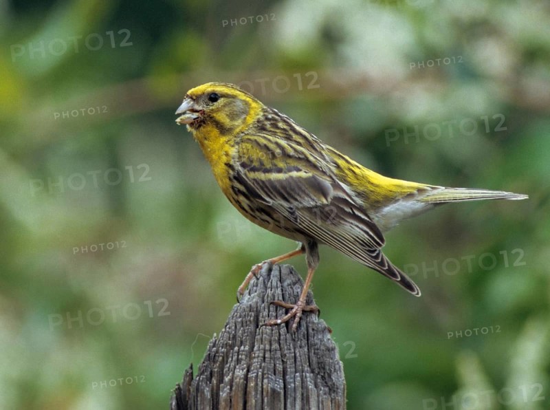 European Serin, serine, serinus serinus, birds, garden fence, garden fence, male, passeri, songbirds, birds
