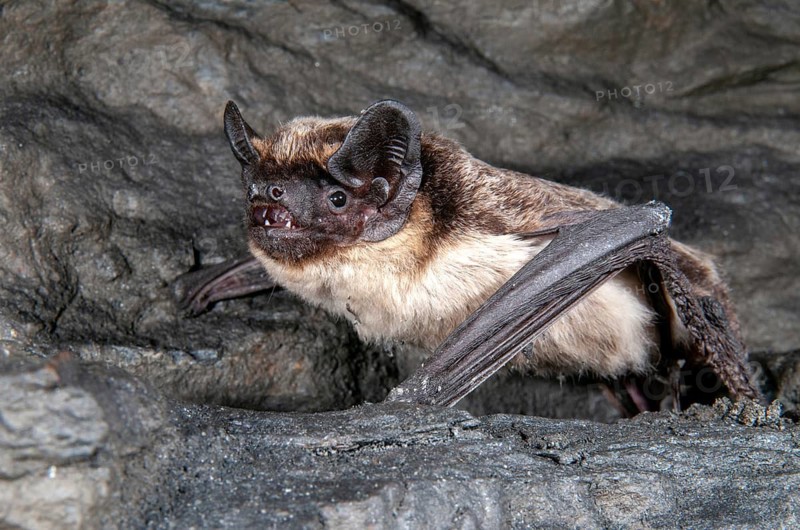 Leather-winged bat, parti-coloured bat, vespertilio murinus, bicolor bat, chiroptera, bats, mammals, mammals